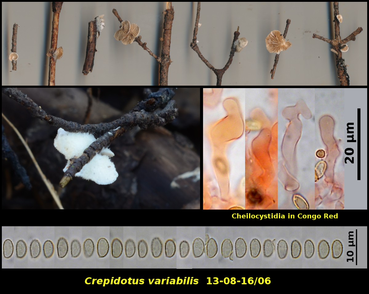 Picture of <i>Crepidotus variabilis</i>